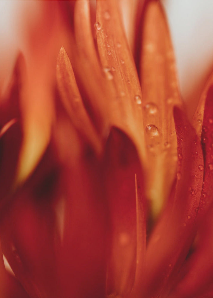 Red Flowers 03 - Poster / Art Print