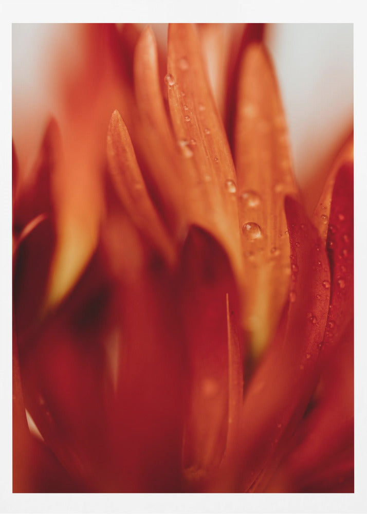 Red Flowers 03 - Poster / Art Print