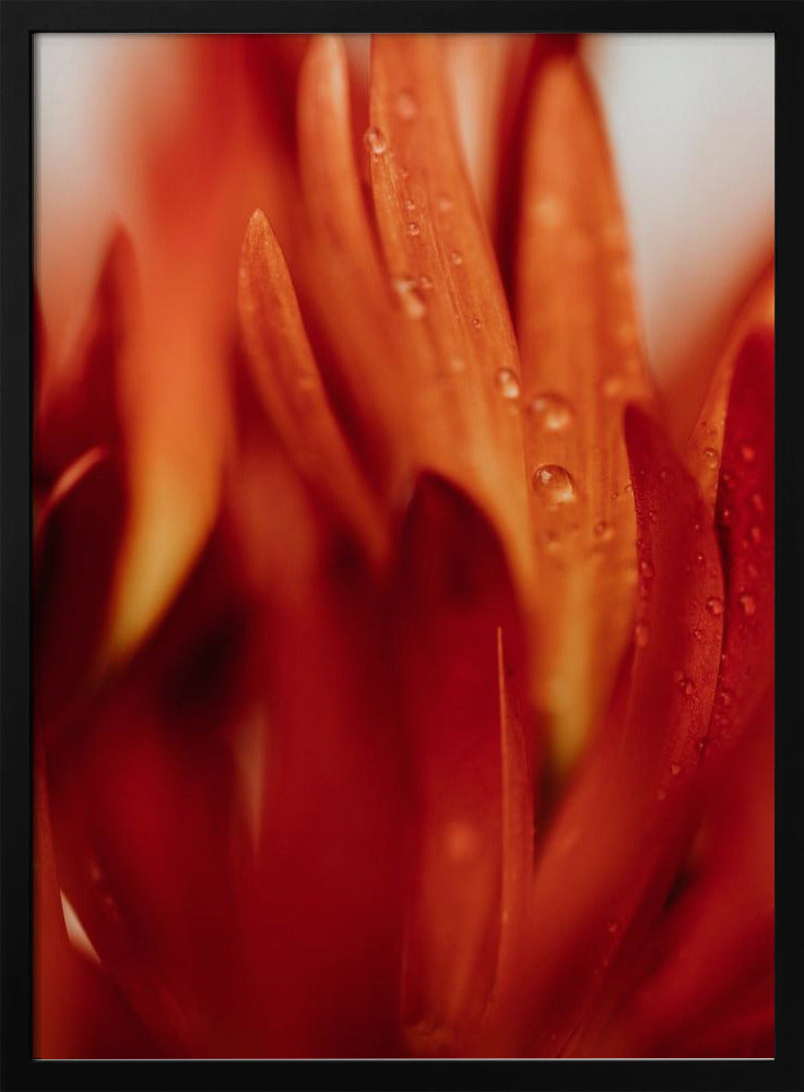 Red Flowers 03 - Poster / Art Print