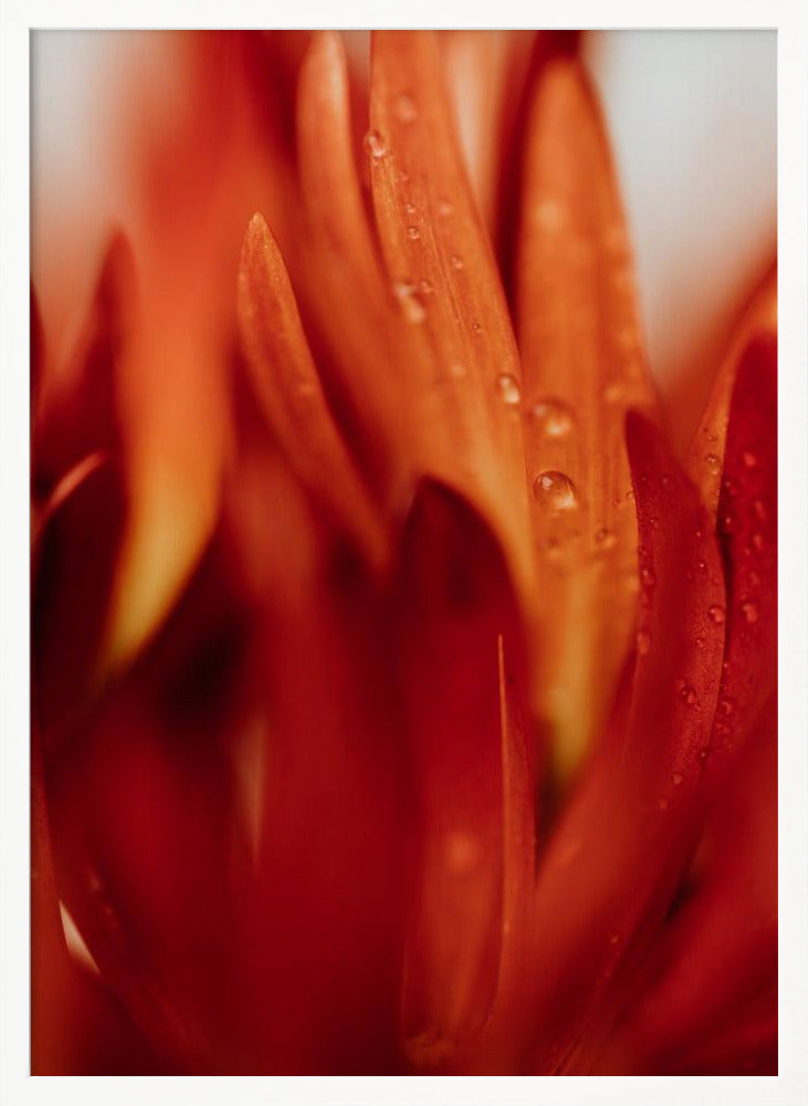 Red Flowers 03 - Poster / Art Print