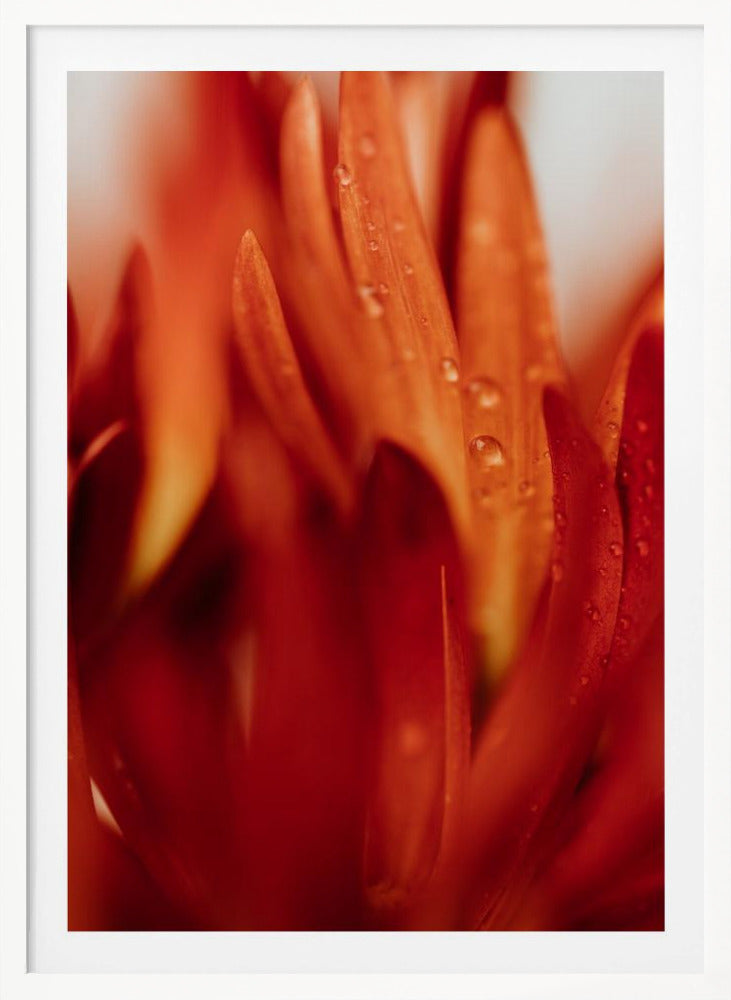 Red Flowers 03 - Poster / Art Print