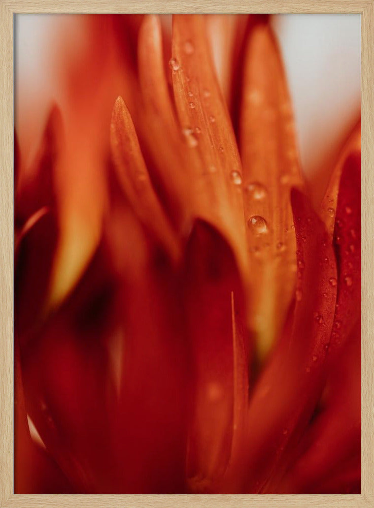 Red Flowers 03 - Poster / Art Print