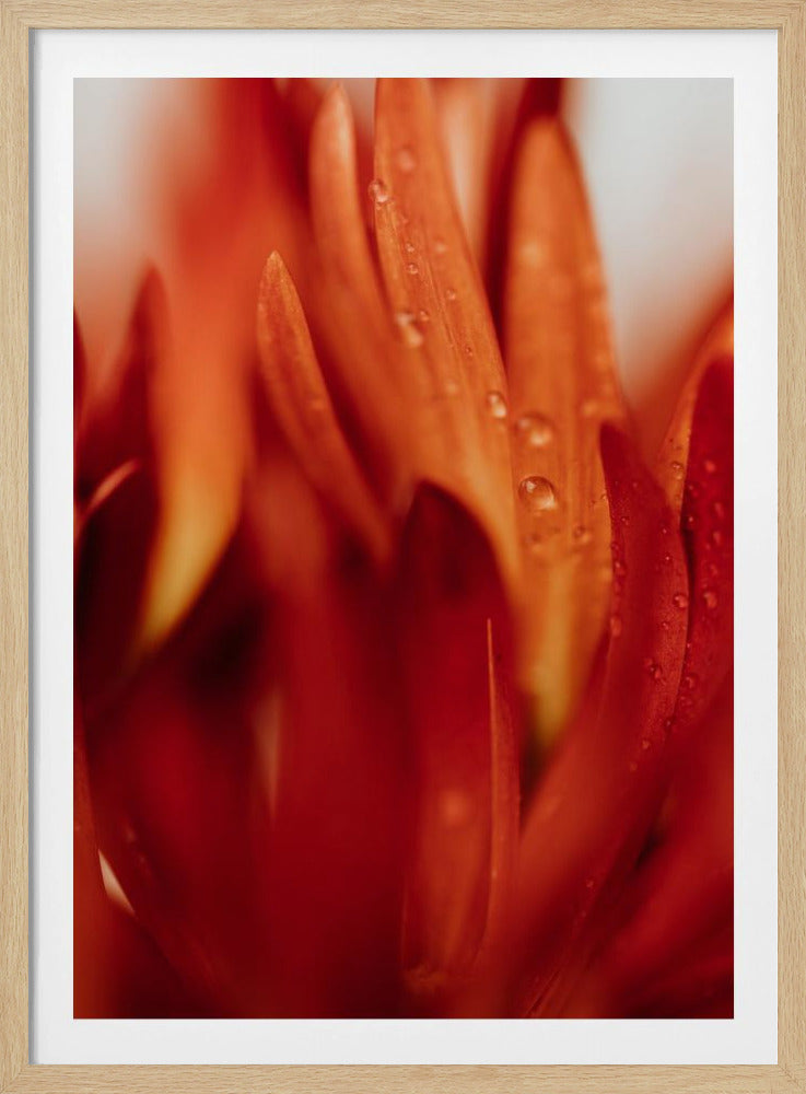 Red Flowers 03 - Poster / Art Print
