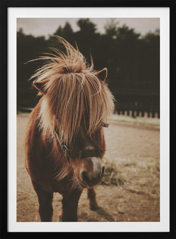 Small Horse - Poster / Art Print