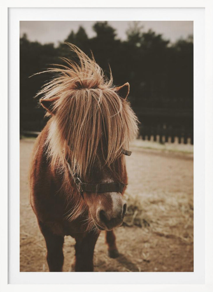 Small Horse - Poster / Art Print