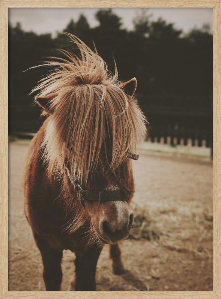 Small Horse - Poster / Art Print