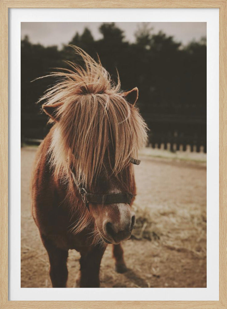 Small Horse - Poster / Art Print
