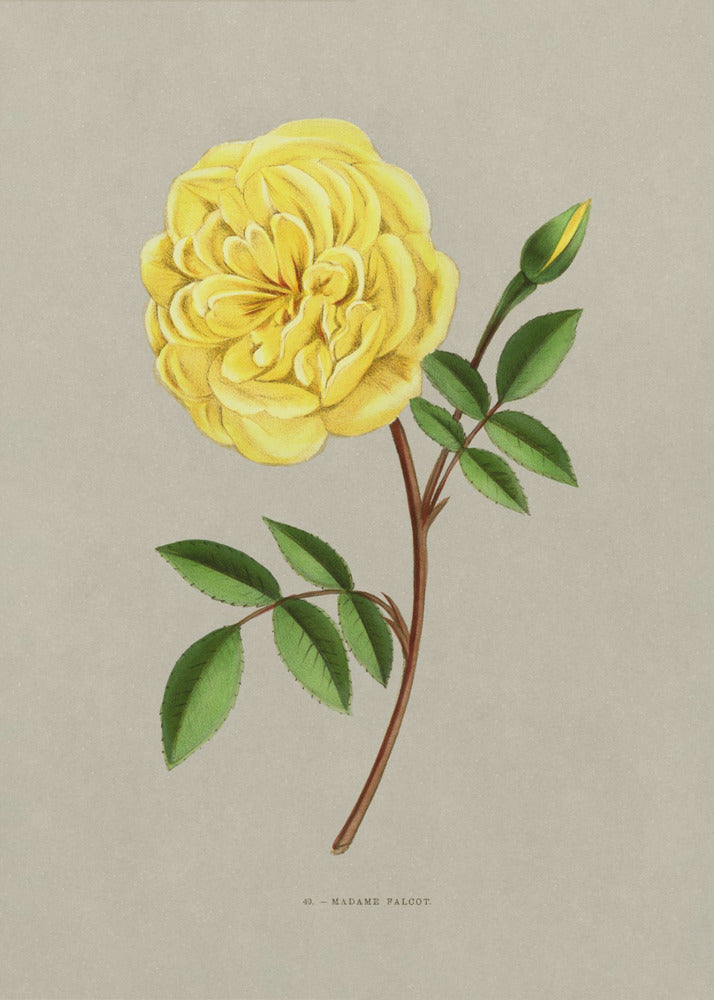 Rose Madame Falcot - Poster / Art Print