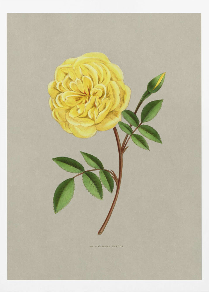 Rose Madame Falcot - Poster / Art Print