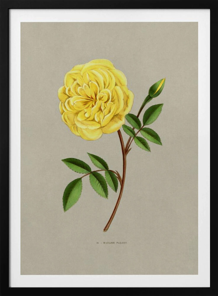 Rose Madame Falcot - Poster / Art Print