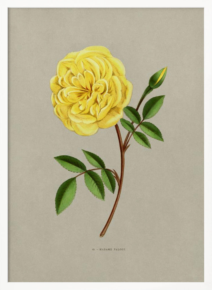 Rose Madame Falcot - Poster / Art Print