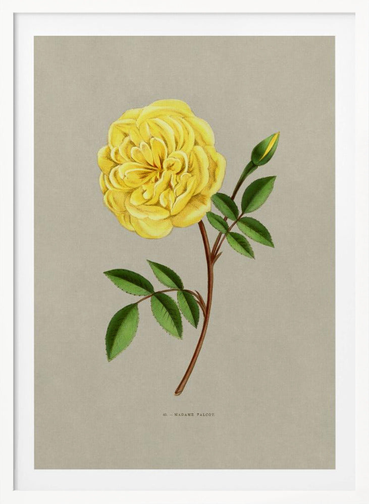 Rose Madame Falcot - Poster / Art Print