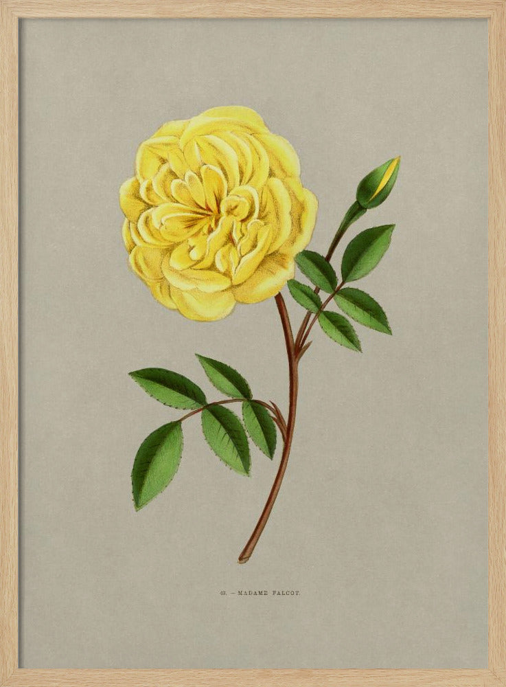 Rose Madame Falcot - Poster / Art Print