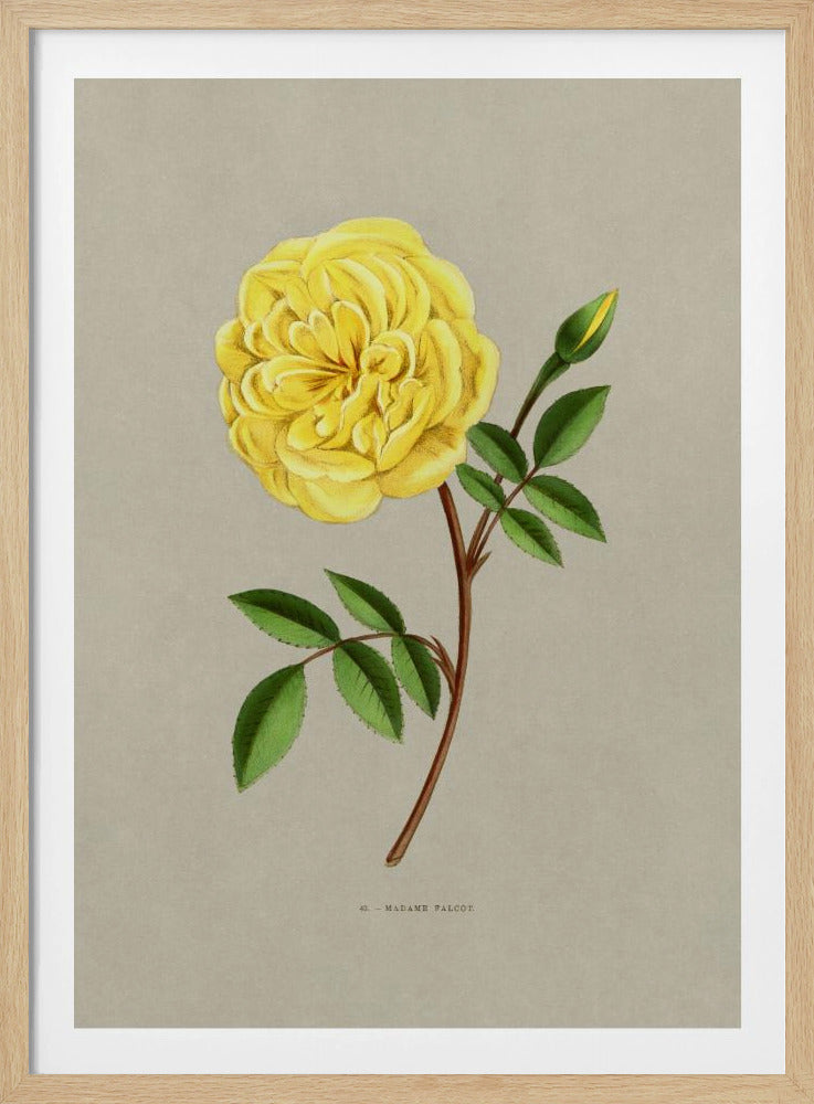 Rose Madame Falcot - Poster / Art Print