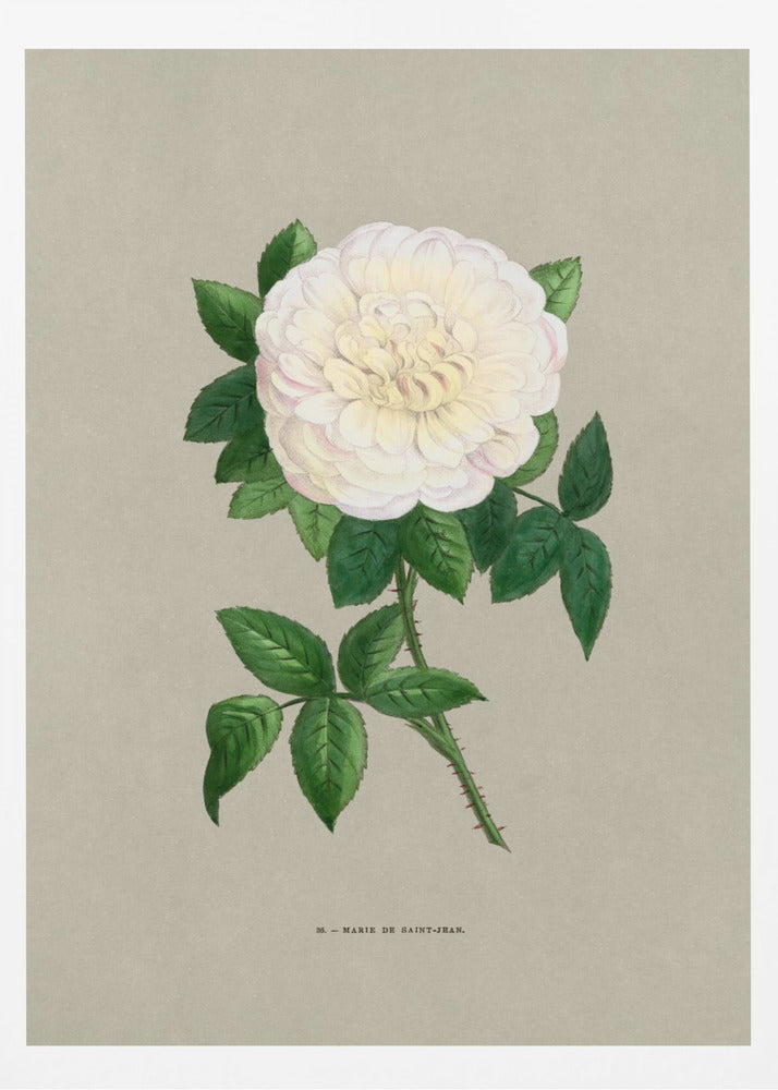 Rose Marie De Saint Jean - Poster / Art Print