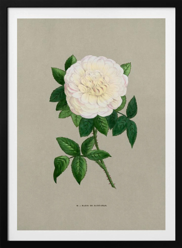 Rose Marie De Saint Jean - Poster / Art Print