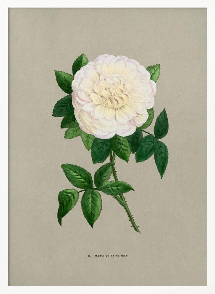 Rose Marie De Saint Jean - Poster / Art Print