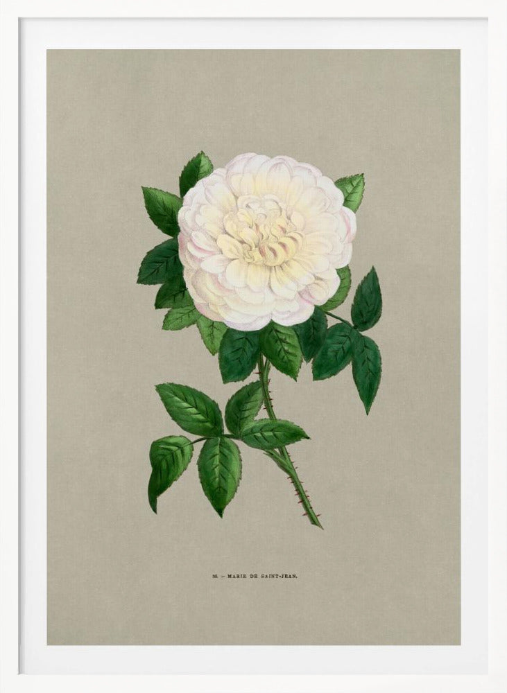 Rose Marie De Saint Jean - Poster / Art Print