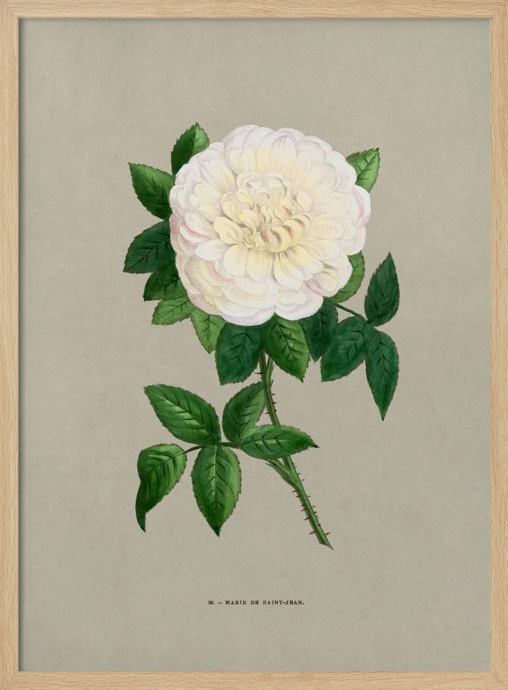 Rose Marie De Saint Jean - Poster / Art Print