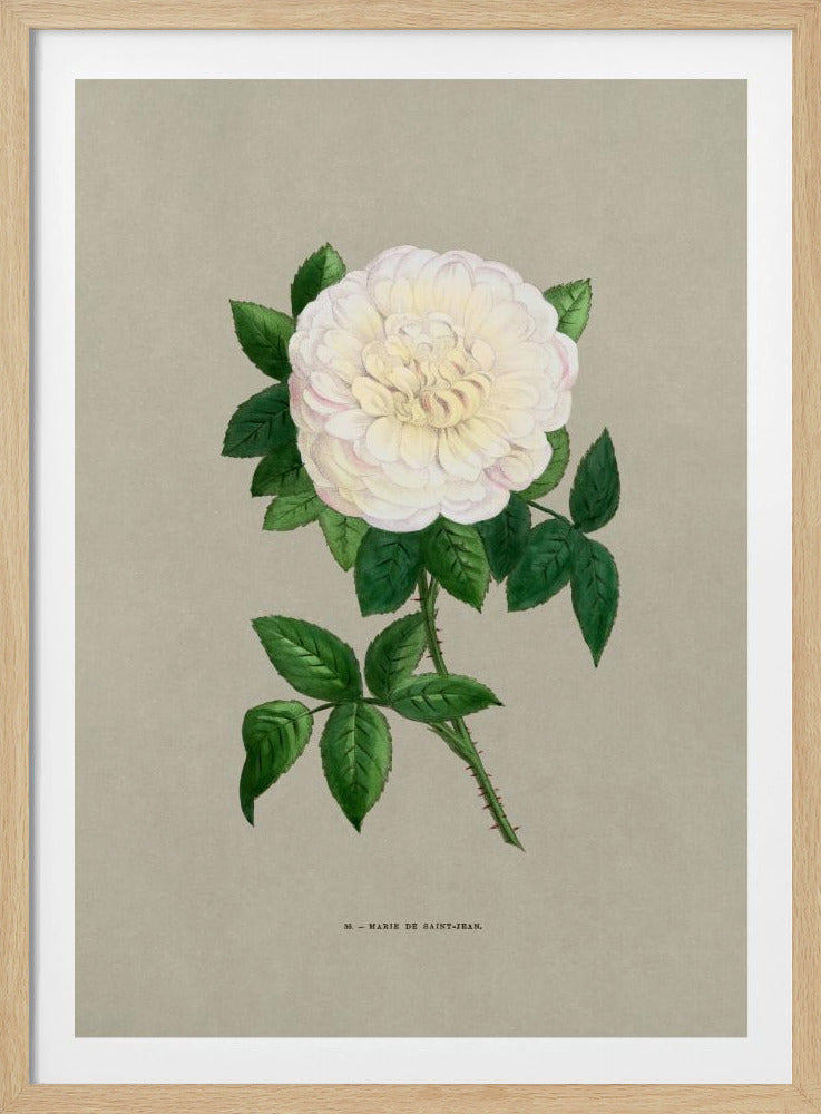 Rose Marie De Saint Jean - Poster / Art Print