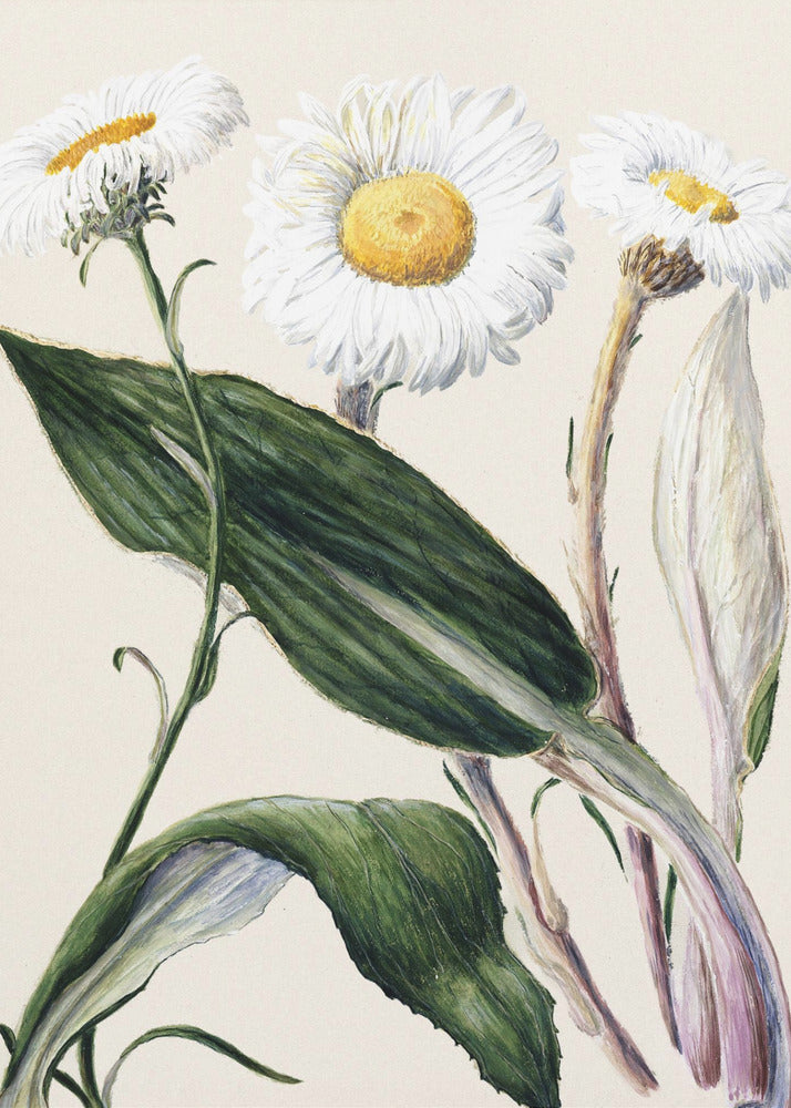 New Zealand Mountain Daisies Drawn By Sarah Featon (1848–1927 - Poster / Art Print