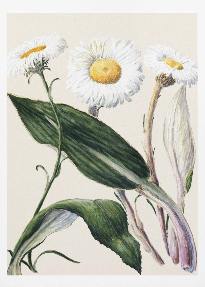New Zealand Mountain Daisies Drawn By Sarah Featon (1848–1927 - Poster / Art Print
