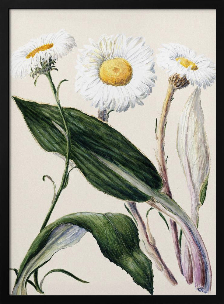New Zealand Mountain Daisies Drawn By Sarah Featon (1848–1927 - Poster / Art Print