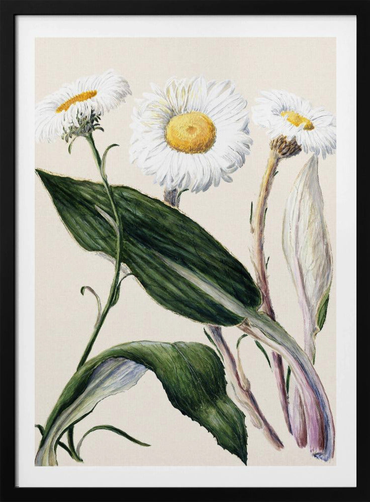 New Zealand Mountain Daisies Drawn By Sarah Featon (1848–1927 - Poster / Art Print