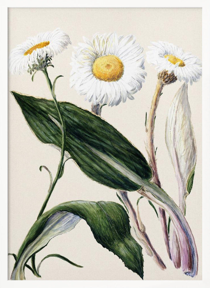 New Zealand Mountain Daisies Drawn By Sarah Featon (1848–1927 - Poster / Art Print