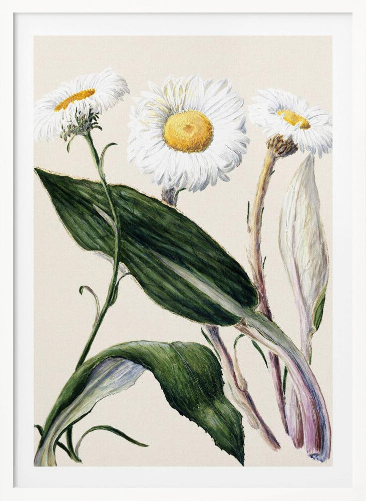New Zealand Mountain Daisies Drawn By Sarah Featon (1848–1927 - Poster / Art Print