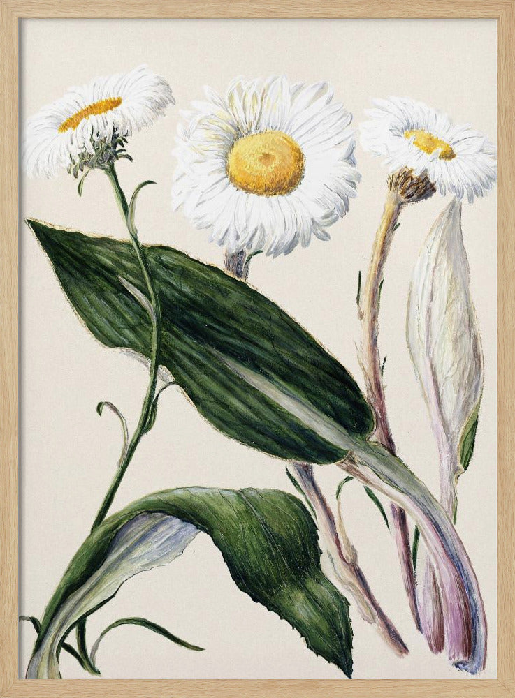 New Zealand Mountain Daisies Drawn By Sarah Featon (1848–1927 - Poster / Art Print