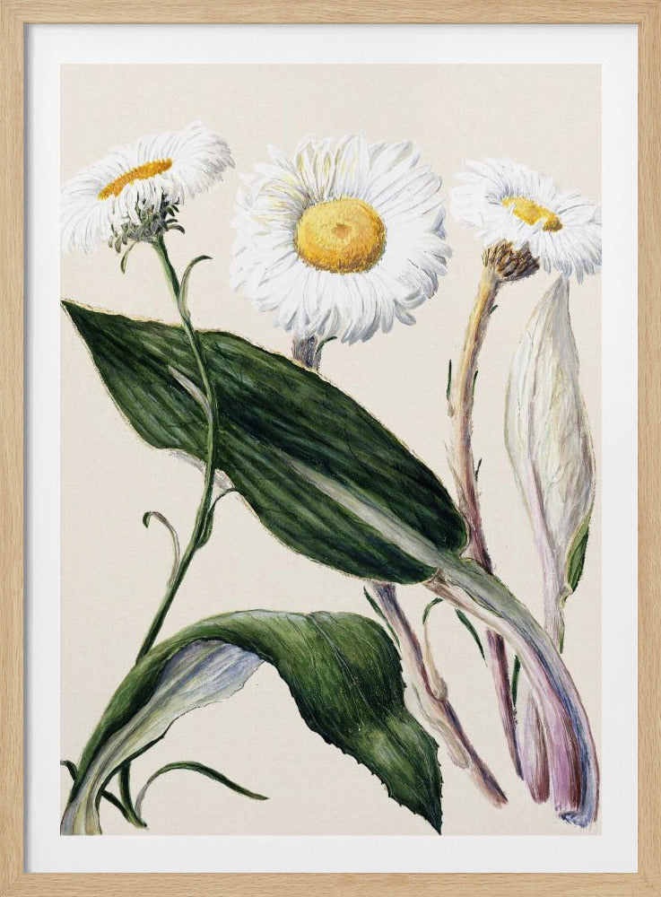New Zealand Mountain Daisies Drawn By Sarah Featon (1848–1927 - Poster / Art Print