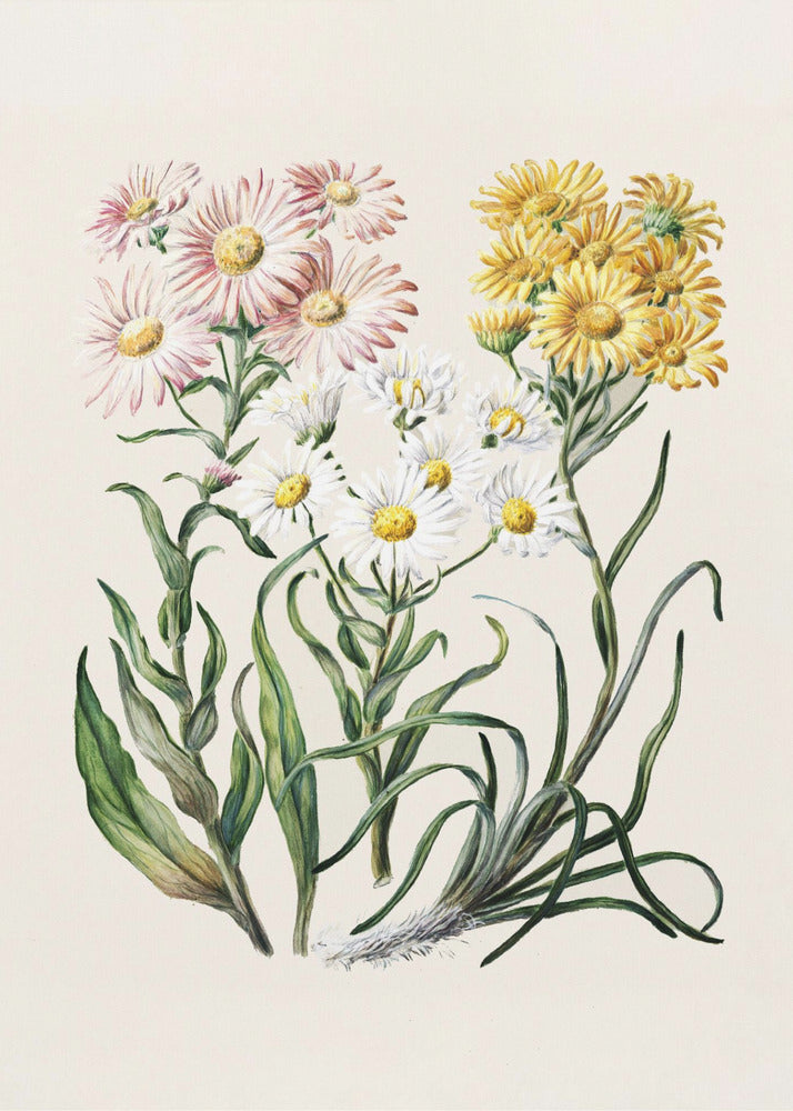 New Zealand Snow Groundsels Drawn By Featon (1848–1927) - Poster / Art Print