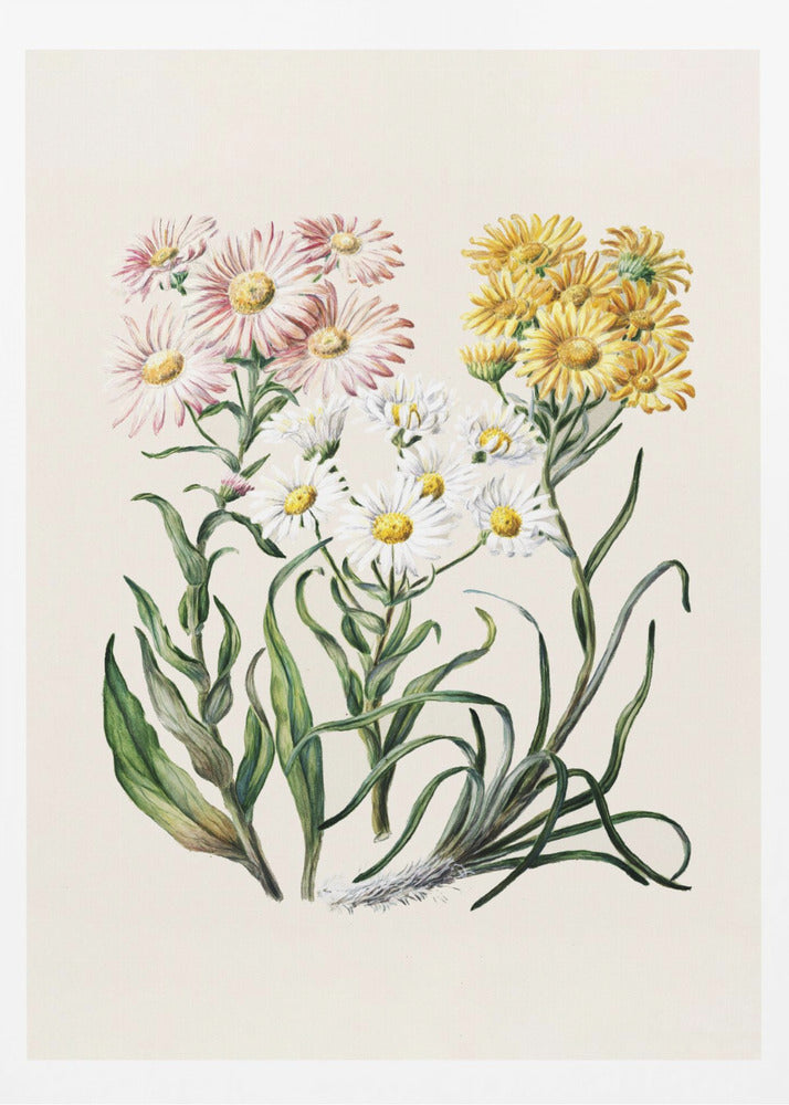 New Zealand Snow Groundsels Drawn By Featon (1848–1927) - Poster / Art Print