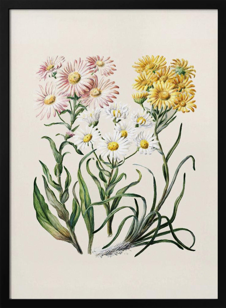 New Zealand Snow Groundsels Drawn By Featon (1848–1927) - Poster / Art Print