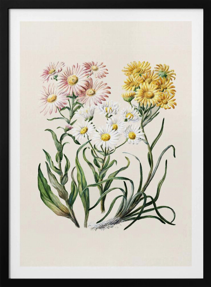 New Zealand Snow Groundsels Drawn By Featon (1848–1927) - Poster / Art Print