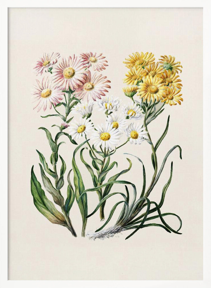 New Zealand Snow Groundsels Drawn By Featon (1848–1927) - Poster / Art Print