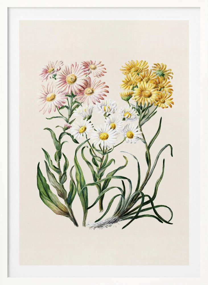 New Zealand Snow Groundsels Drawn By Featon (1848–1927) - Poster / Art Print