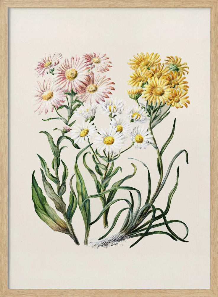 New Zealand Snow Groundsels Drawn By Featon (1848–1927) - Poster / Art Print