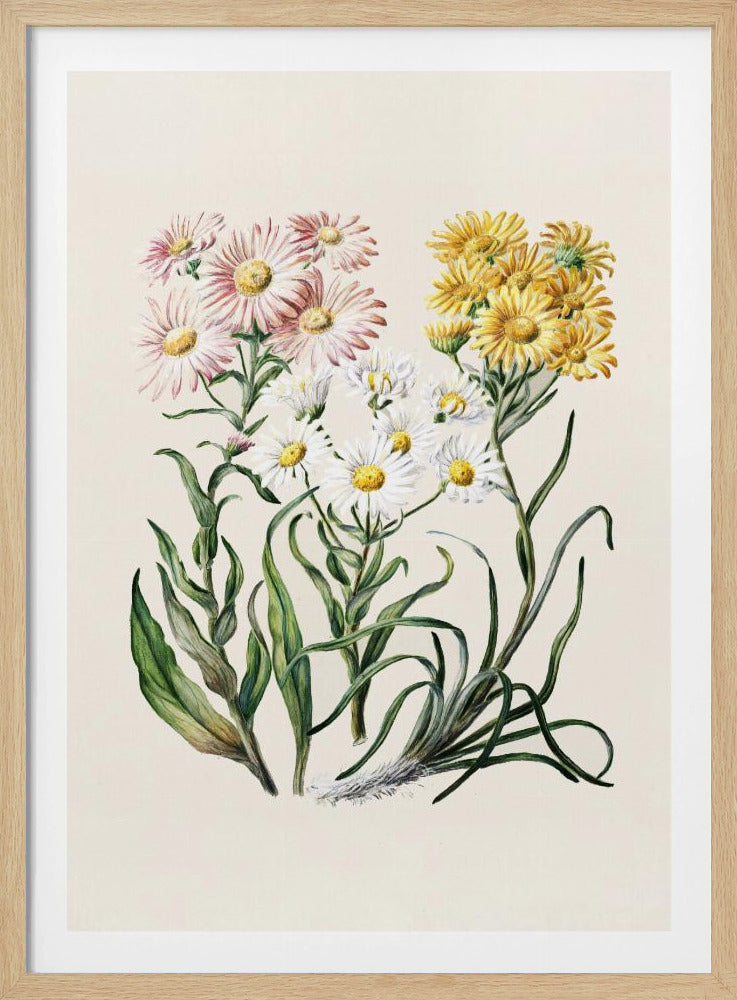 New Zealand Snow Groundsels Drawn By Featon (1848–1927) - Poster / Art Print
