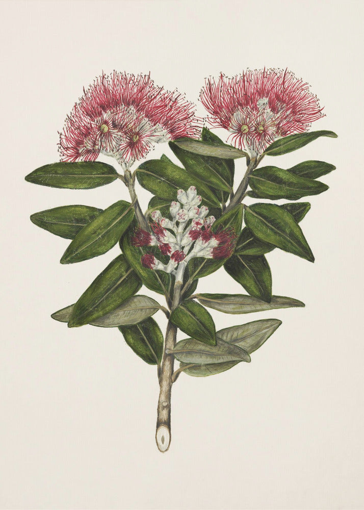 Pohutukawa Metrosideros Tomentosa Drawn By Sarah Featon (1848–1927) - Poster / Art Print