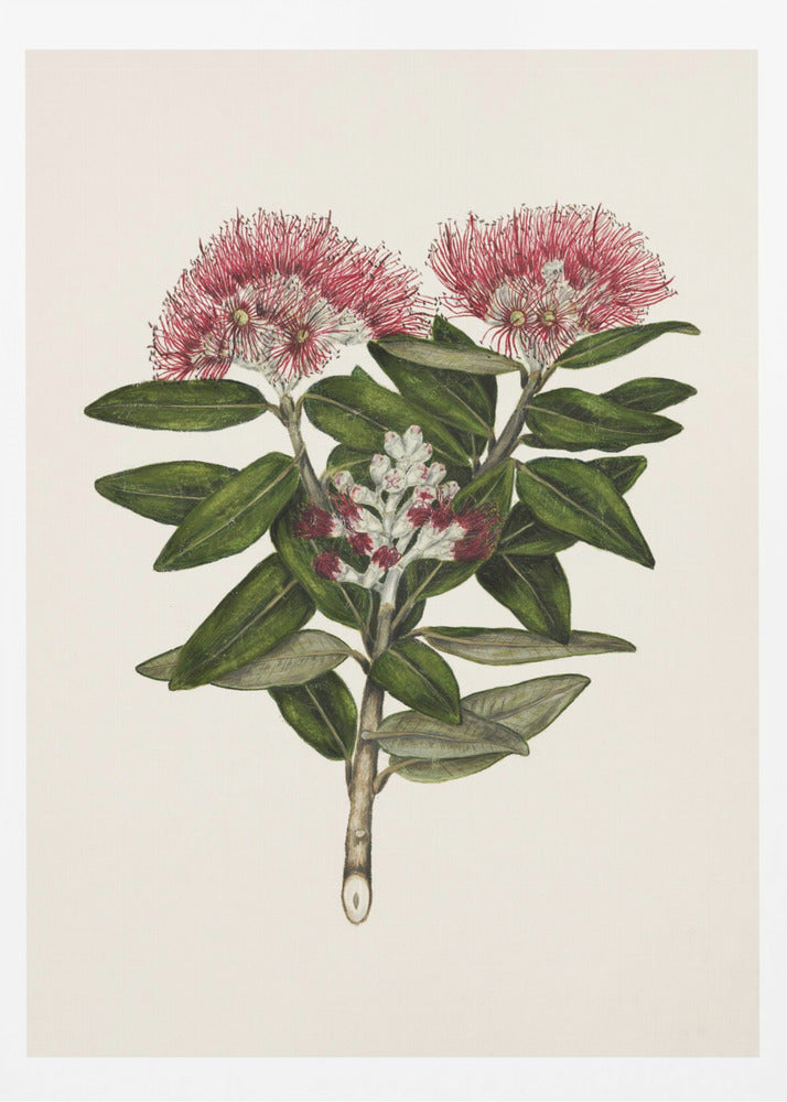 Pohutukawa Metrosideros Tomentosa Drawn By Sarah Featon (1848–1927) - Poster / Art Print