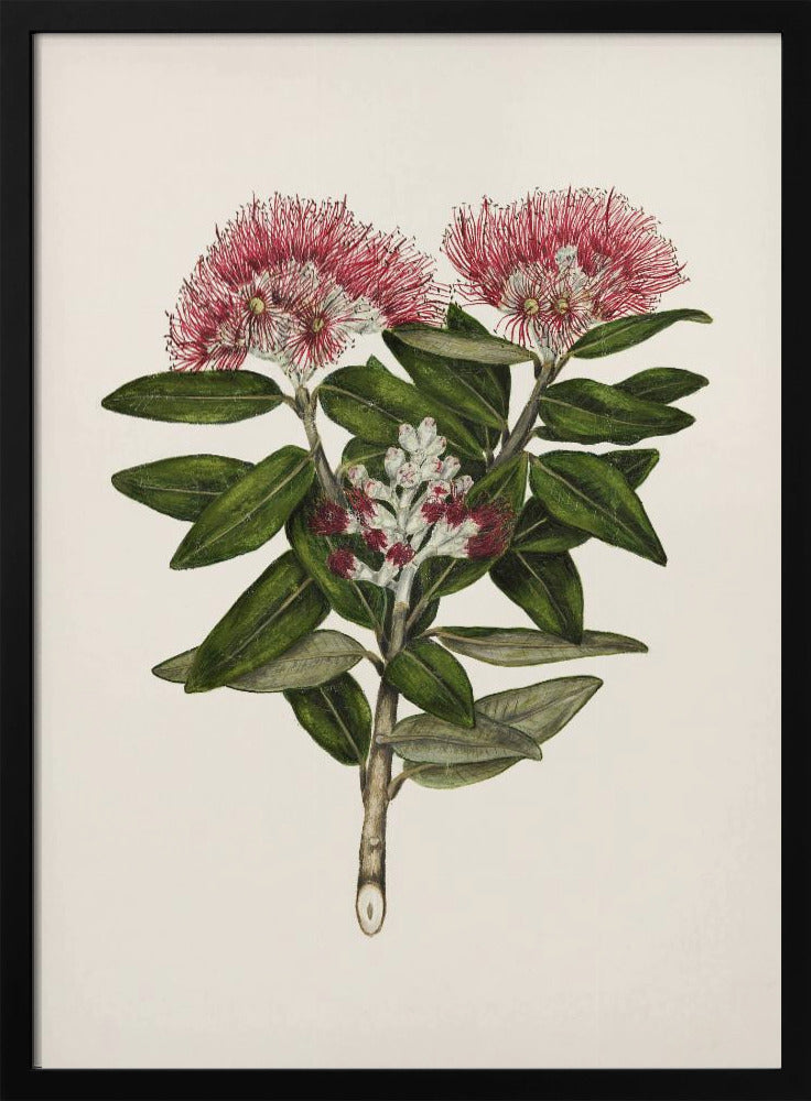 Pohutukawa Metrosideros Tomentosa Drawn By Sarah Featon (1848–1927) - Poster / Art Print