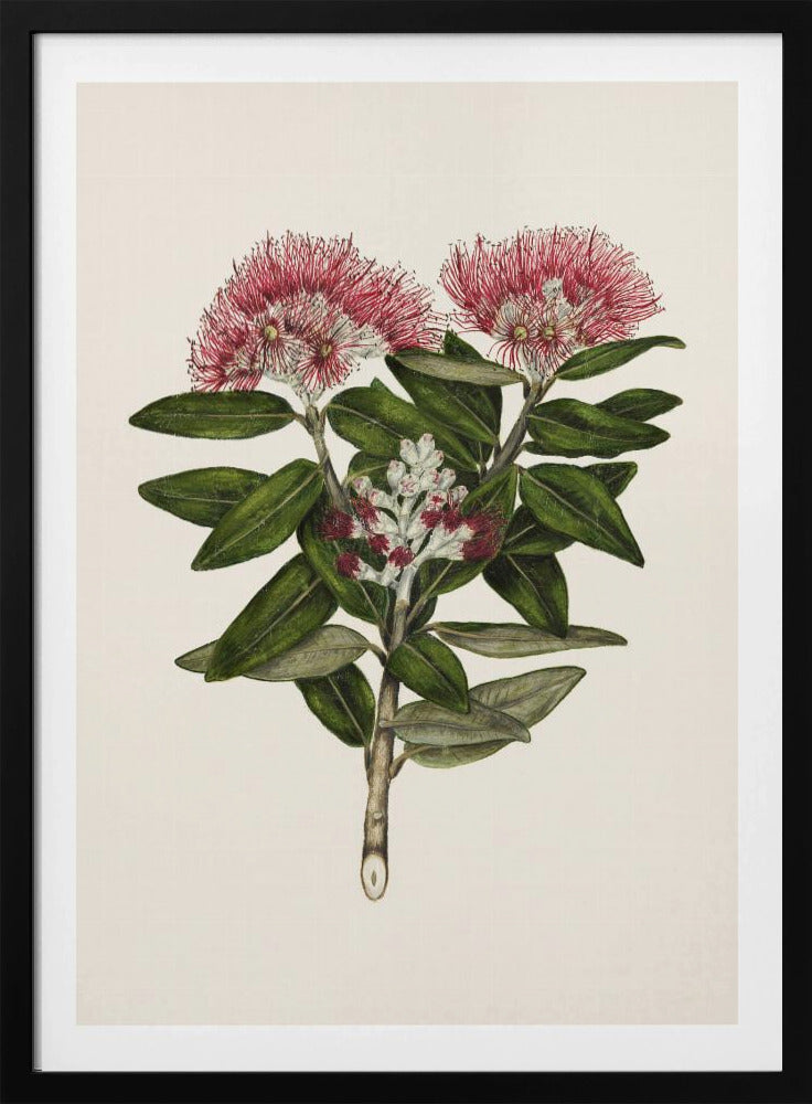 Pohutukawa Metrosideros Tomentosa Drawn By Sarah Featon (1848–1927) - Poster / Art Print