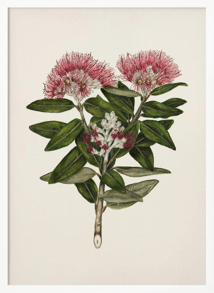 Pohutukawa Metrosideros Tomentosa Drawn By Sarah Featon (1848–1927) - Poster / Art Print
