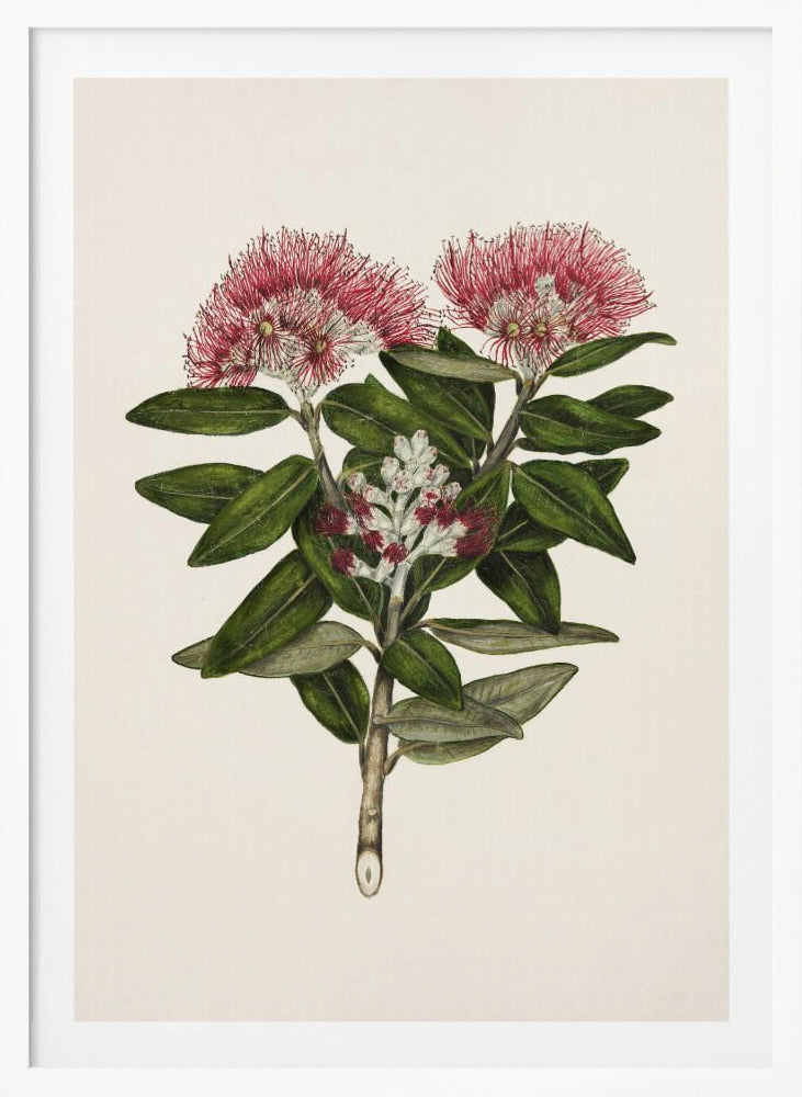 Pohutukawa Metrosideros Tomentosa Drawn By Sarah Featon (1848–1927) - Poster / Art Print