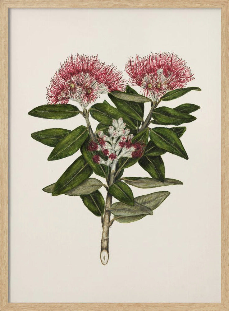 Pohutukawa Metrosideros Tomentosa Drawn By Sarah Featon (1848–1927) - Poster / Art Print