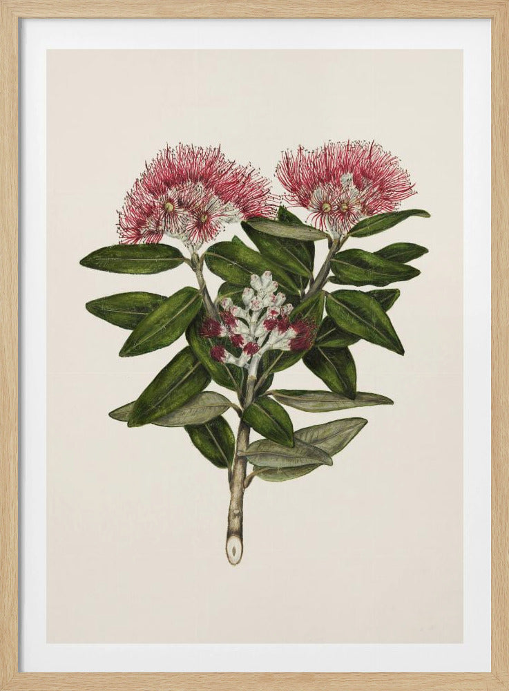 Pohutukawa Metrosideros Tomentosa Drawn By Sarah Featon (1848–1927) - Poster / Art Print