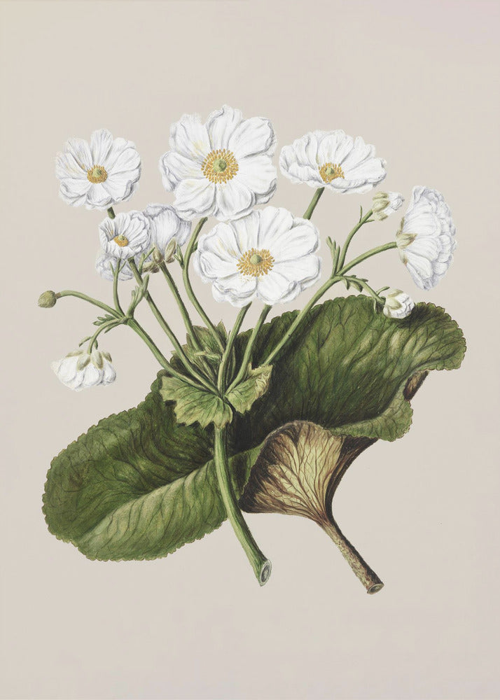 The Mountain Lily Drawn By Sarah Featon (1848–1927) - Poster / Art Print