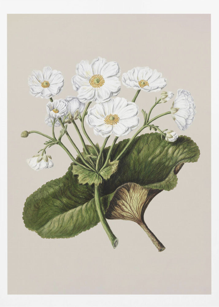 The Mountain Lily Drawn By Sarah Featon (1848–1927) - Poster / Art Print